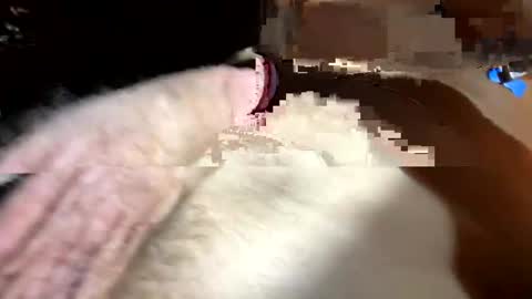 AlphaDragon online show from April 2026 08:23:01 AM