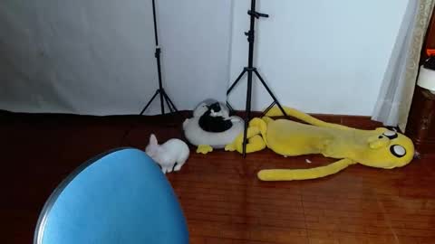 _the_dark_side_of_the_moon_ online show from March 2026 01:53:02 AM