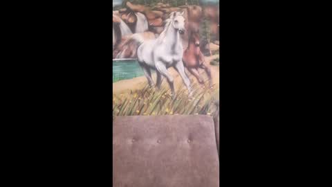 albina online show from February 2026 07:48:01 AM