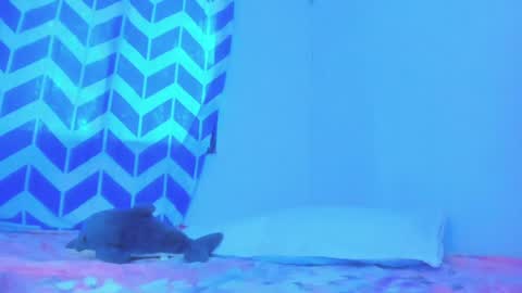 Alice online show from January 2025 10:04:01 PM