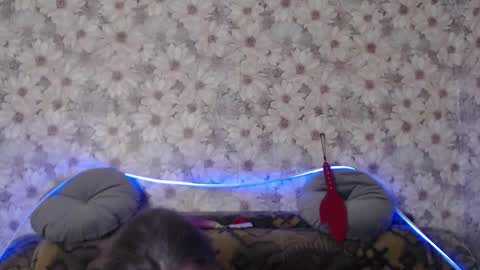 alice longstocking online show from December 2025 10:51:03 PM