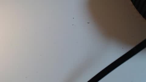 Alid 17 online show from February 2026 05:31:01 PM