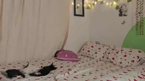 Snapshot of alikaa_nia chatting on December 2024 01:56:01 AM online show from December 2024 01:56:01 AM