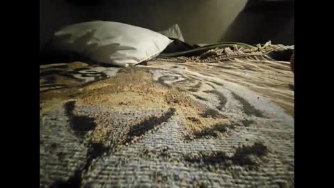 Snapshot of allnikkiallday1 chatting on January 2025 08:41:02 AM Allnikkiallday1 online show from January 2025 08:41:02 AM