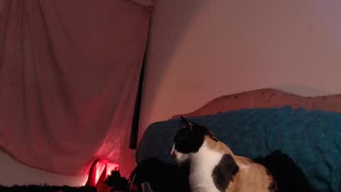 Ally online show from February 2025 03:04:02 AM