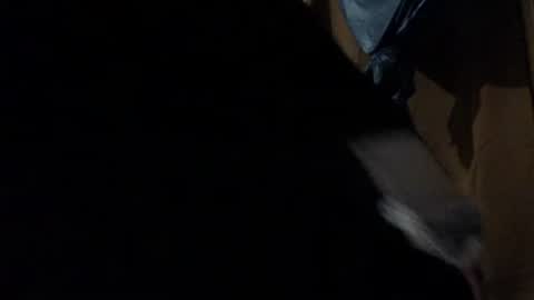 amileadivinestar0987 online show from December 2024 01:51:01 AM