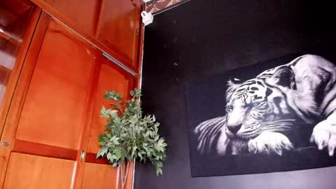 Anahi online show from February 2025 04:40:01 AM