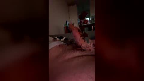 Snapshot of analpunisher2808 chatting on March 2026 06:06:01 AM analpunisher2808 online show from March 2026 06:06:01 AM