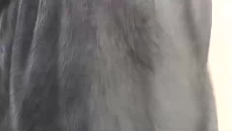 Assiology online show from February 2025 04:15:02 PM