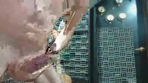 aussieraz online show from December 2024 07:00:01 PM