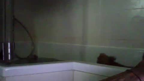 Snapshot of bibipheuck chatting on April 2026 10:10:01 AM bibipheuck online show from April 2026 10:10:01 AM