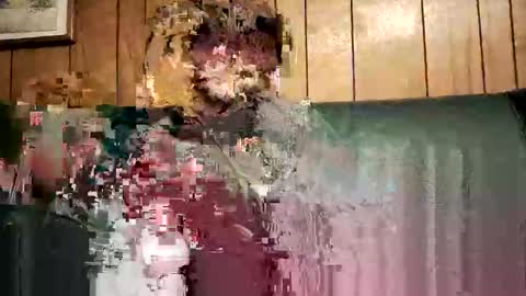 Snapshot of bigwytecock1979 chatting on February 2025 01:52:02 AM bigwytecock1979 online show from February 2025 01:52:02 AM