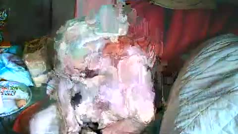 Bomber59potsdam online show from March 2025 10:35:01 AM