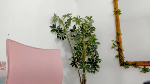   online show from December 2025 11:54:01 PM