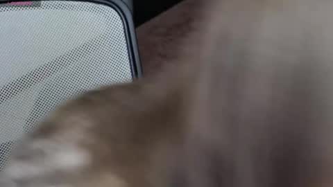 Snapshot of brandy_gem chatting on February 2026 07:23:01 AM Brandy Gem online show from February 2026 07:23:01 AM