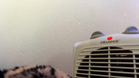 casidy1 online show from February 2025 07:14:01 PM