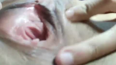 Snapshot of celestestephan chatting on January 2025 06:24:02 AM celestestephan online show from January 2025 06:24:02 AM