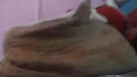 Cheila online show from April 2026 02:42:01 PM