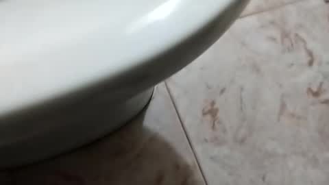 ciccilli online show from October 2025 08:29:02 PM