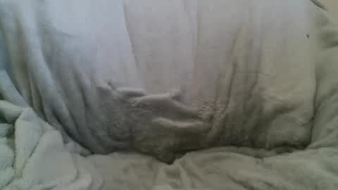 circumsizedbandit online show from February 2025 11:34:01 PM