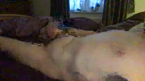 daddymoans4u online show from December 2024 08:15:01 AM