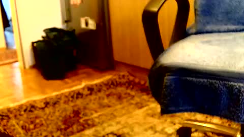 Dammerl online show from April 2026 05:36:01 PM