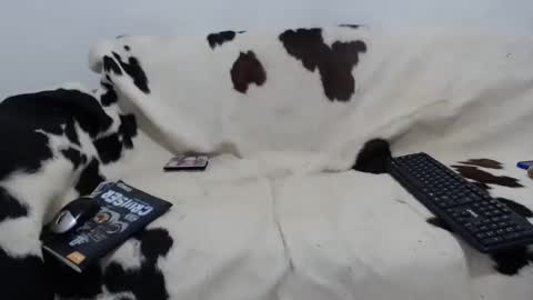 dan_jonson15 online show from November 2025 06:43:02 PM