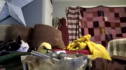 daryltasha8191 online show from January 2025 06:10:01 AM