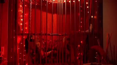 D Devours Kitty online show from February 2026 05:37:01 AM