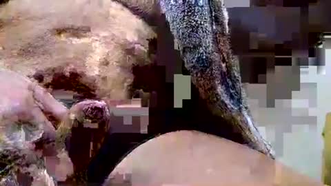 Snapshot of deepdiver3366 chatting on December 2025 06:45:02 PM Dive Deep online show from December 2025 06:45:02 PM