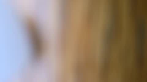 dVe1oPe online show from October 2025 09:56:02 AM