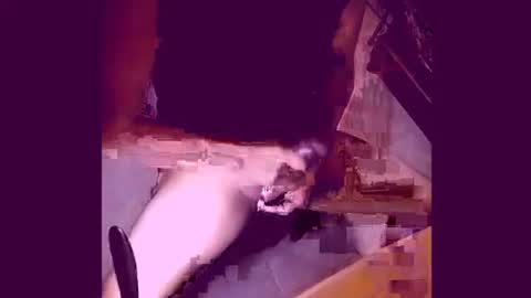 enjoylatino69 online show from April 2026 12:43:02 AM