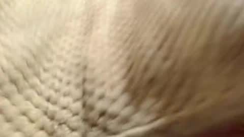 EVA  online show from December 2024 07:29:02 AM