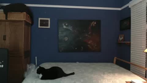 Snapshot of extrafirmtofu chatting on December 2024 04:53:02 AM Tommy Rose online show from December 2024 04:53:02 AM