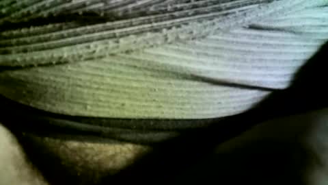 felicaste online show from February 2025 09:24:01 AM