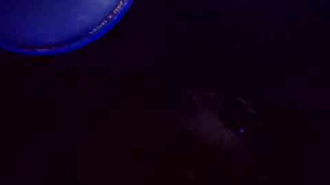 flashitorelindo online show from November 2025 02:22:02 AM