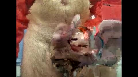 flippe64 online show from February 2025 10:08:02 AM