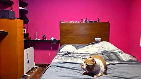 gonzalo online show from March 2026 12:36:01 AM