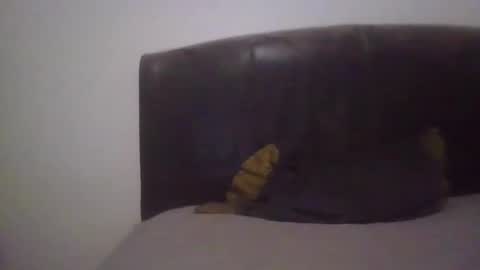 goodcock12345 online show from February 2025 06:55:01 AM