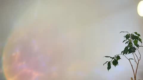 hannah levis  online show from February 2026 08:02:02 AM