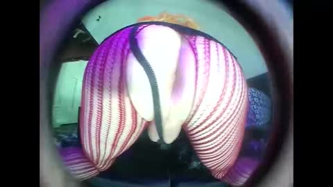 hardkoregigi online show from September 2025 08:31:02 PM