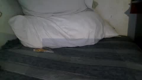 harry1cannary online show from January 2026 03:23:01 AM