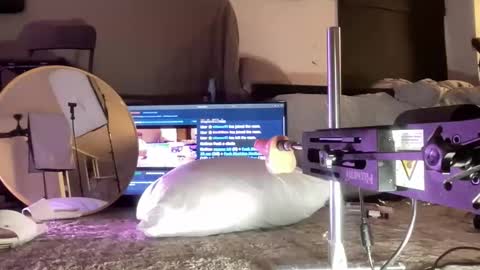 LockedThug online show from December 2025 05:01:02 AM