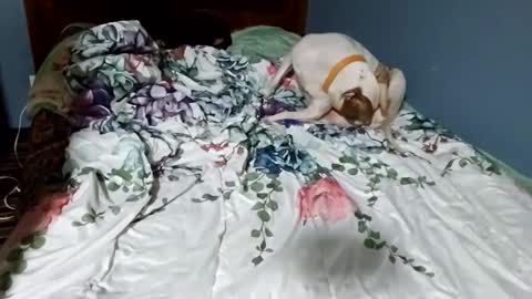 Snapshot of hippiesoul204 chatting on February 2025 12:26:01 AM hippiesoul204 online show from February 2025 12:26:01 AM