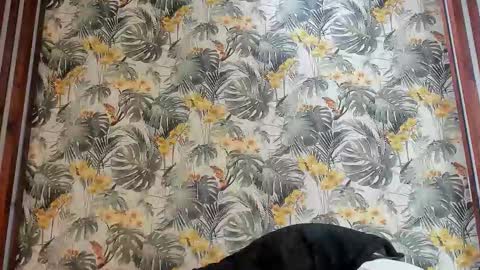 Italo Moore online show from September 2025 11:03:01 AM