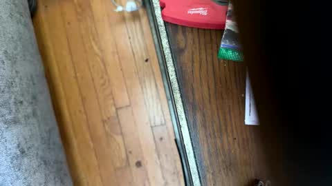 Jeremys room chill and puff one enjoy online show from January 2026 08:25:02 PM