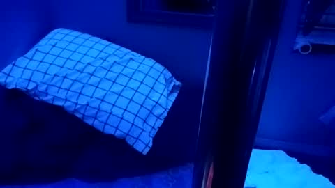 kikilovespartylights online show from March 2026 07:19:02 AM