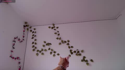 Snapshot of kitty_moon2 chatting on March 2026 09:42:01 PM Kitty online show from March 2026 09:42:01 PM