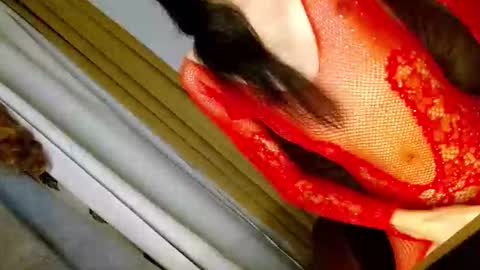 latrina_ online show from March 2026 03:08:01 PM