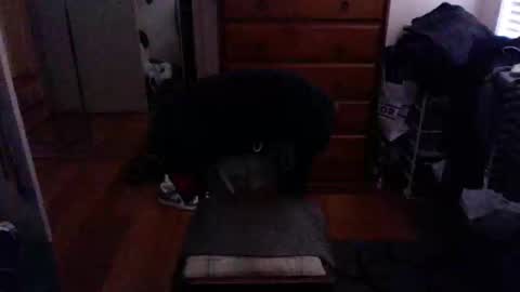 Snapshot of lennyfife chatting on February 2025 09:55:02 AM Pussylicker online show from February 2025 09:55:02 AM